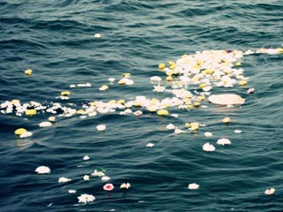 sea amd petals